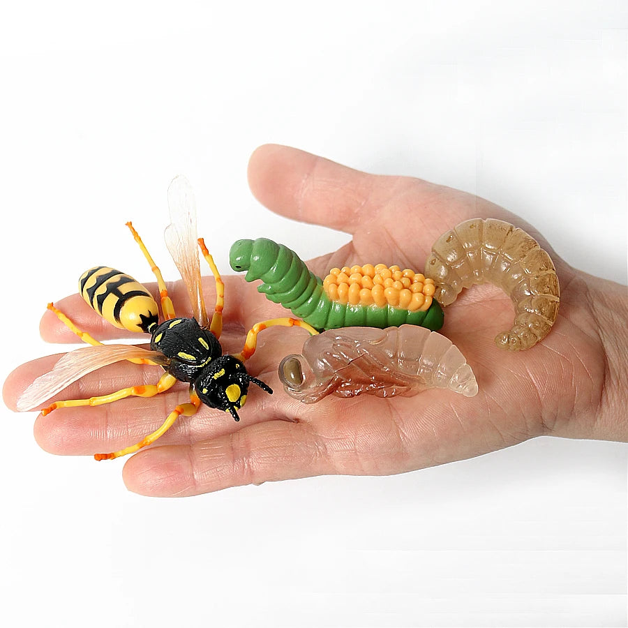 Realistic Insect Figure and Life Cycle Toy Set