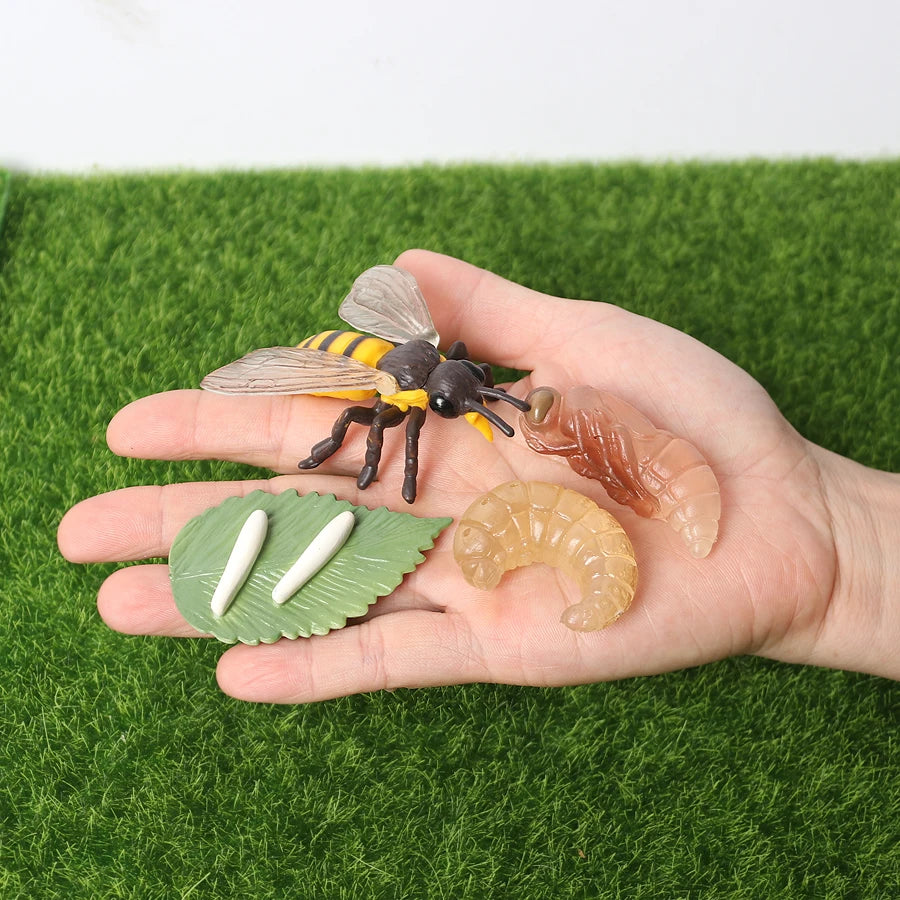 Realistic Insect Figure and Life Cycle Toy Set