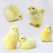 Realistic Plush Chick Toy for Kids