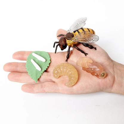 Realistic Insect Figure and Life Cycle Toy Set