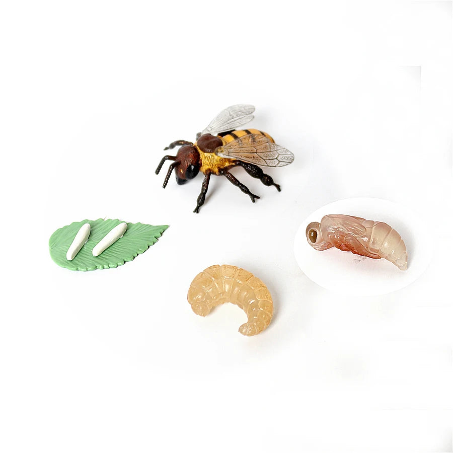 Realistic Insect Figure and Life Cycle Toy Set