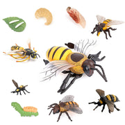 Realistic Insect Figure and Life Cycle Toy Set