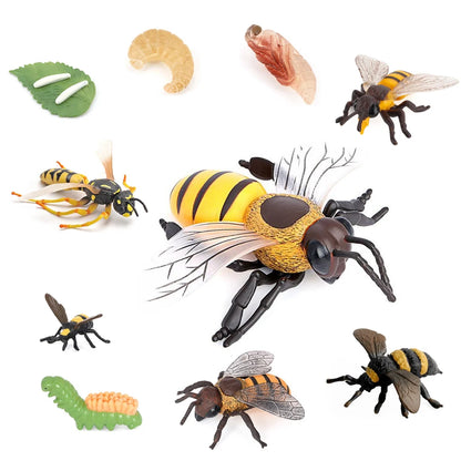 Realistic Insect Figure and Life Cycle Toy Set